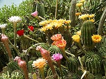 Echinopsis collection